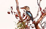 Blue-winged Kookaburraborder=